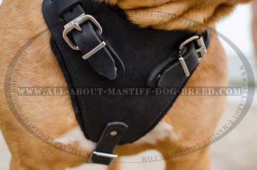 French Mastiff Leather Harness with wide chest plate for attack training