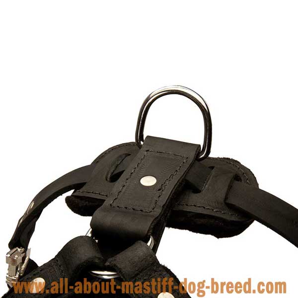 French Mastiff Leather Harness with Rust Resistant Hardware