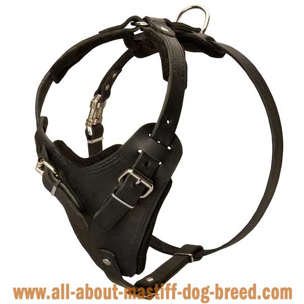 French Mastiff Leather Harness for Effective Training