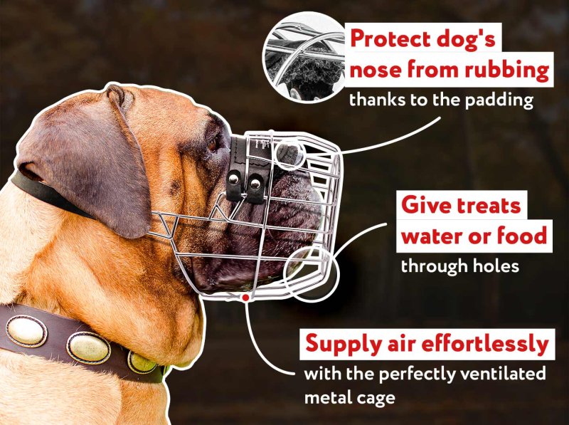 Best top basket muzzle