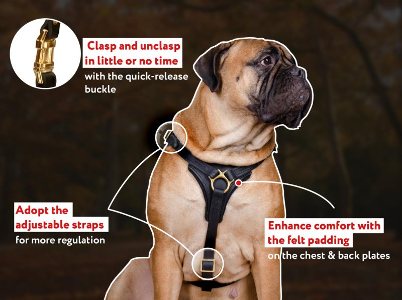 Padded leather cheap dog harness