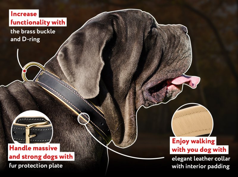 Collar shops for english mastiff