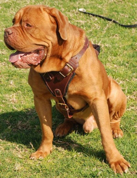 French discount mastiff collars