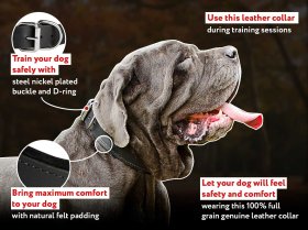 Best shock store collar for mastiff