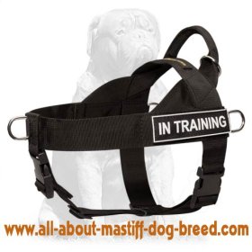 Mastiff dog 2025 online store