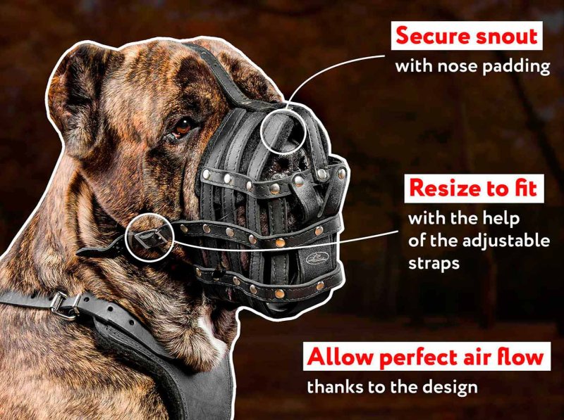 Boerboel muzzle sale