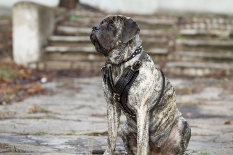 Mastiff Training Dog Сollar : Mastiff harness, Mastiff muzzle, Mastiff  collar, dog leash