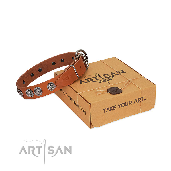 Significant full grain natural leather collar for your canine walking in style