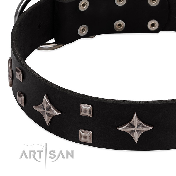 Studded leather dog collar for everyday walking