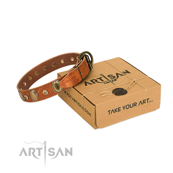 Durable adornments on everyday walking collar for your dog