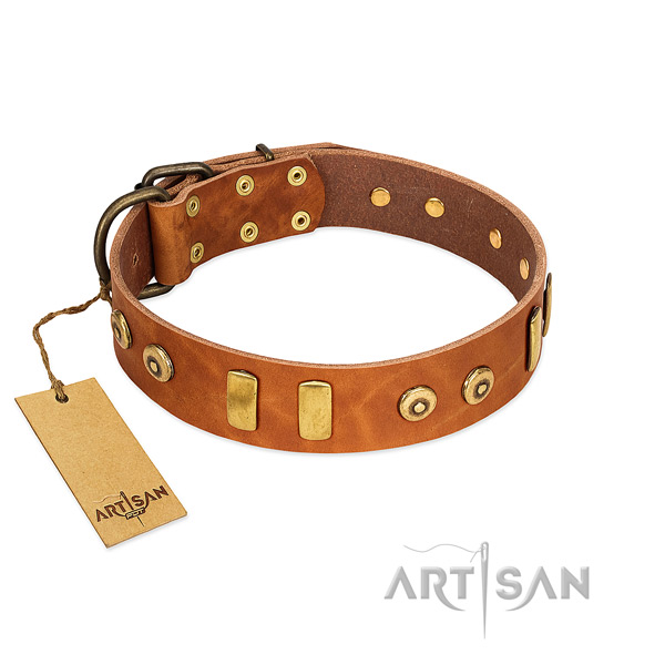 Genuine leather dog collar with stylish design adornments for everyday walking