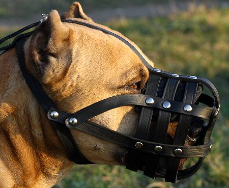 https://www.all-about-mastiff-dog-breed.com/images/cane-corso-mastiff-leather-dog-muzzle-big-mastiff-muzze-cane_0.jpg