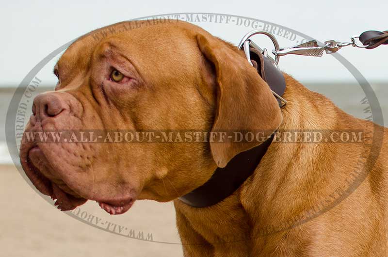 Mastiff Training Dog Сollar : Mastiff harness, Mastiff muzzle