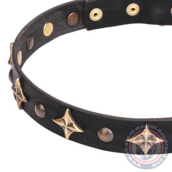 Daily leather dog collar with stars