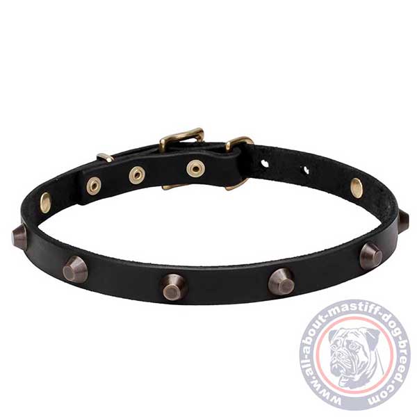 Leather dog collar with golden-like adornments