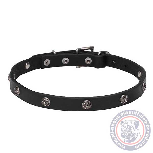 Leather dog collar with chrome plated studs