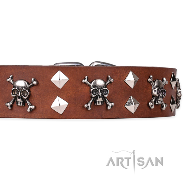 Day-to-day leather dog collar with exciting embellishments