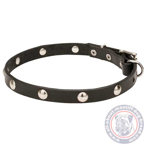 Fashionable leather dog collar 