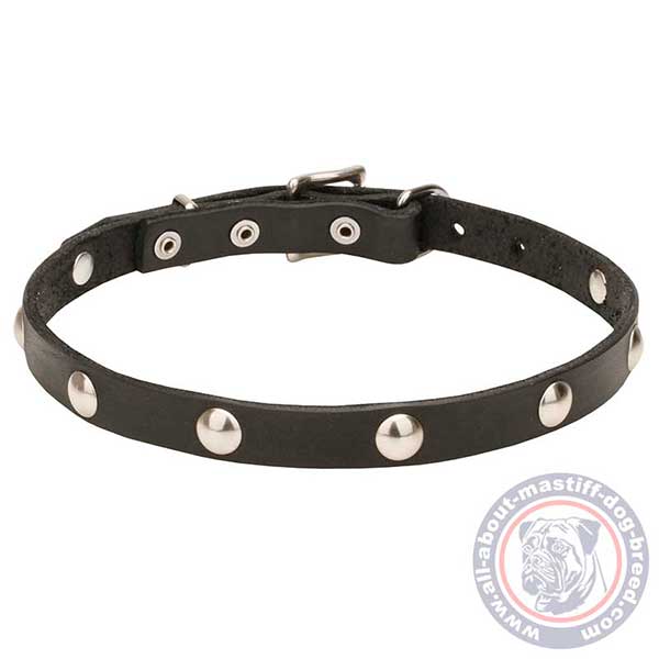 Leather dog collar with glossy studs