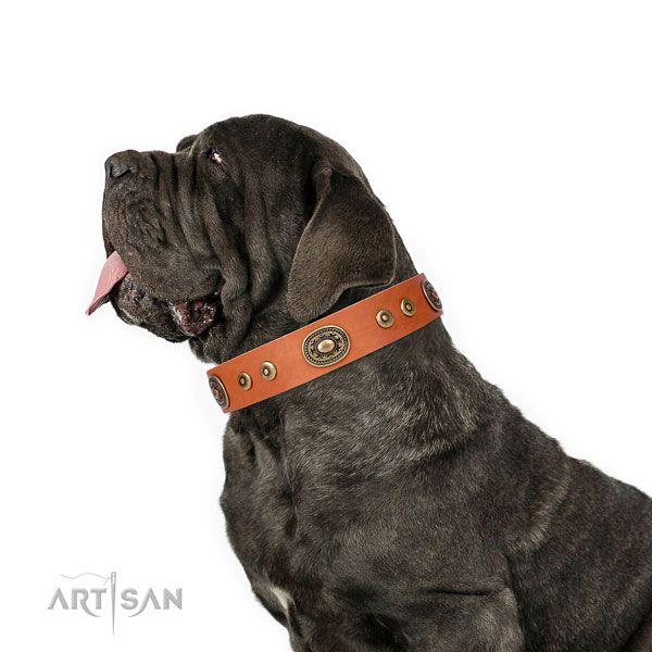 Mastiff unusual full grain leather dog collar for handy use title=Mastiff leather collar with embellishments for daily walking