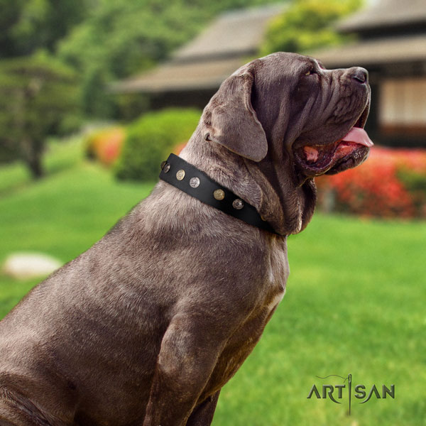 Mastino Napoletano easy to adjust full grain natural leather collar with adornments for your pet