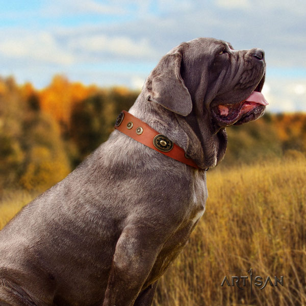 Mastino Napoletano comfortable full grain genuine leather collar with adornments for your pet