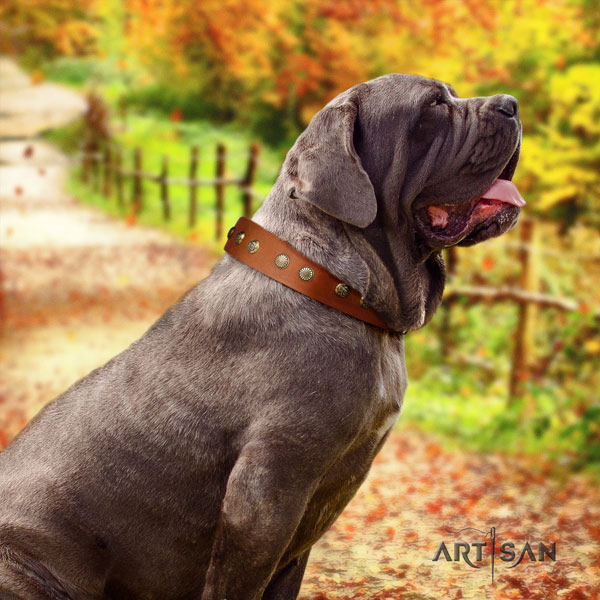 Mastino Napoletano adjustable leather collar with adornments for your dog