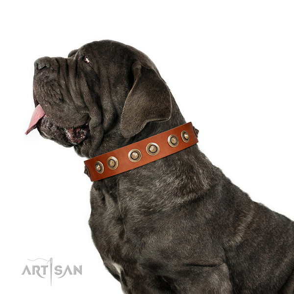 Comfortable wearing dog collar of leather with stunning studs