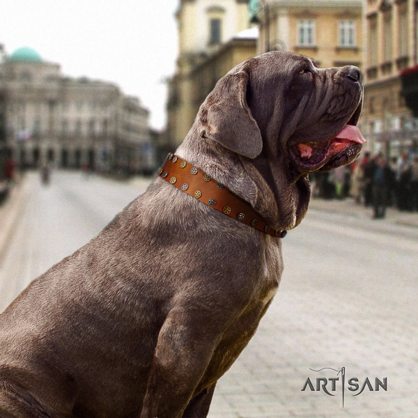 Mastino Neapoletano amazing embellished full grain genuine leather dog collar for handy use