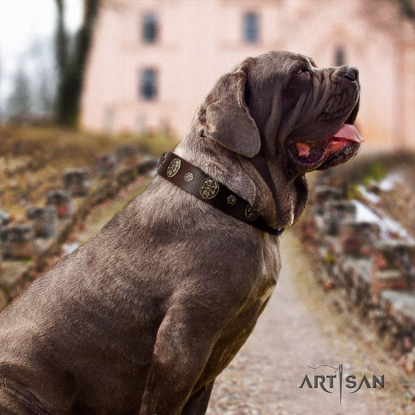 Mastino Neapoletano amazing studded full grain natural leather dog collar for walking