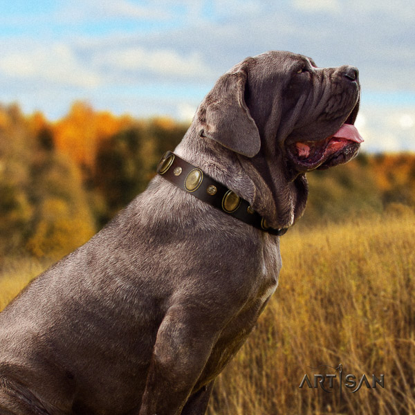 Mastino Neapoletano significant adorned natural leather dog collar for comfortable wearing