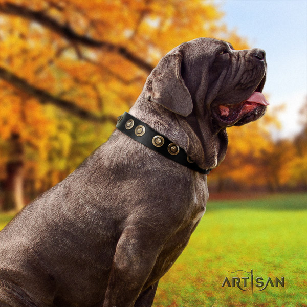 Mastino Neapoletano stunning adorned natural leather dog collar for stylish walking