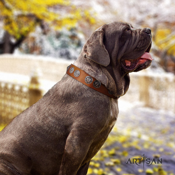 Mastino Neapoletano impressive studded leather dog collar for comfortable wearing