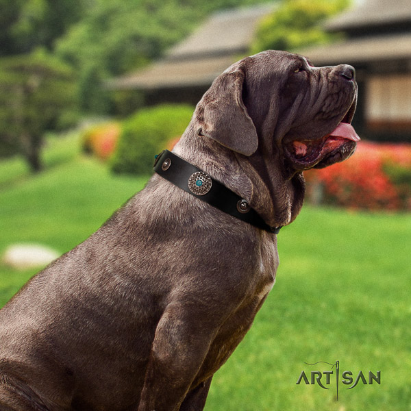 Mastino Neapoletano significant adorned full grain genuine leather dog collar for walking