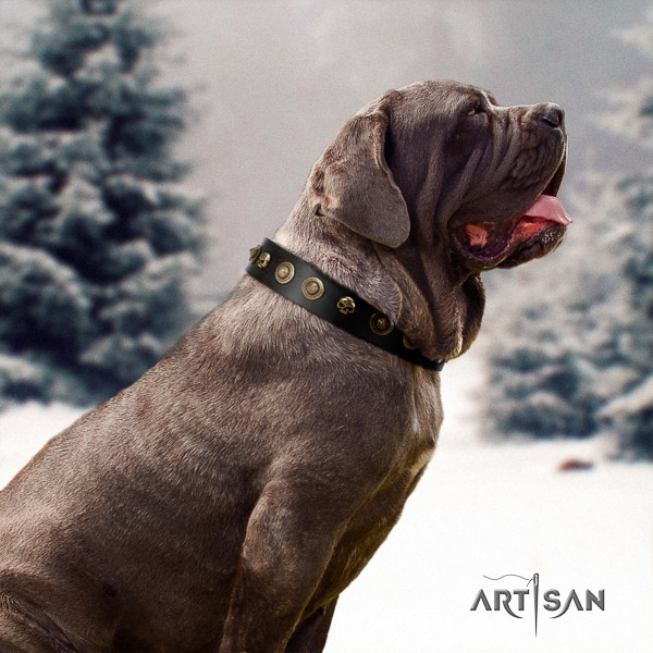 Mastino Neapoletano awesome studded full grain natural leather dog collar for easy wearing