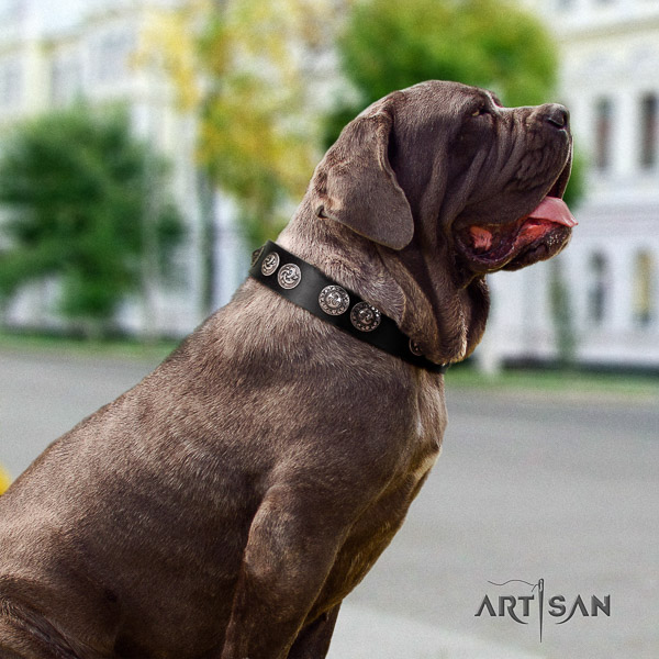 Mastino Neapoletano fashionable embellished full grain natural leather dog collar for everyday use