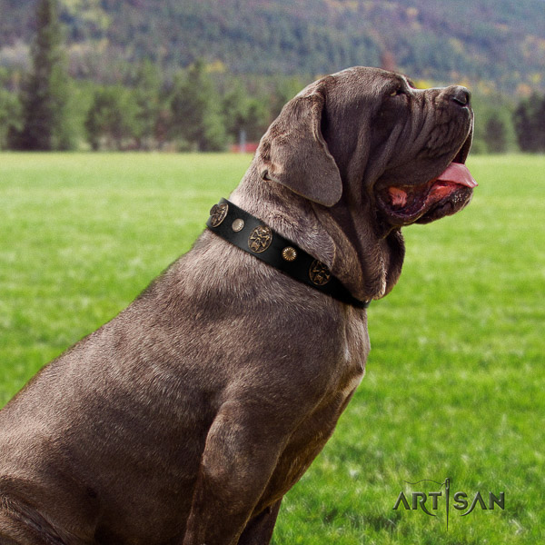 Mastino Neapoletano significant studded full grain natural leather dog collar for comfy wearing