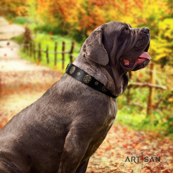 Mastino Neapoletano stunning adorned full grain genuine leather dog collar for comfortable wearing