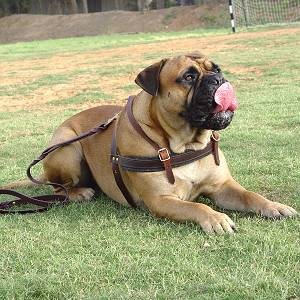 Tracking PullingLeather Dog Harness For Bullmastiff Mastiff harness Mastiff muzzle Mastiff collar dog leash 2024 BUY NOW