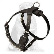 Exclusive Mastiff Leather 【Harness】 with Gold Color Fittings for Lots of  Activities : Mastiff Breed: Harnesses, Muzzles, Collars, Leashes, Bite Tugs  and Toys