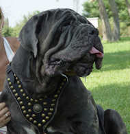 Neapolitan 【Mastiff】 Leather Harness Studded : Mastiff harness, Mastiff ...